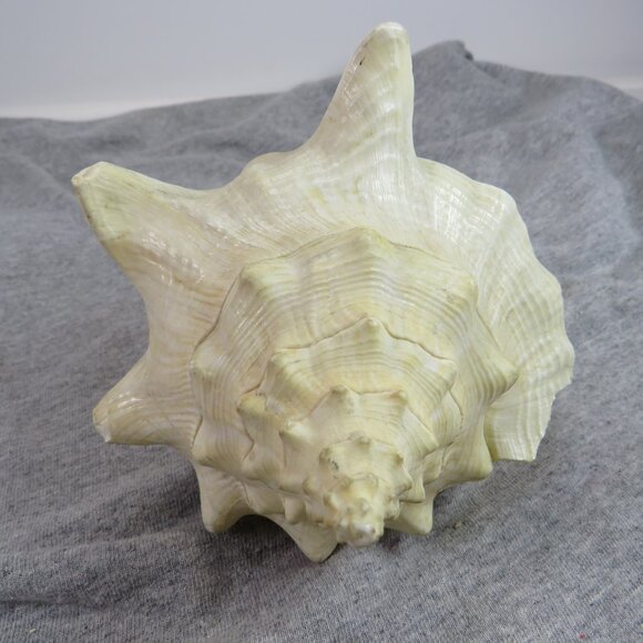 Large Conch Sea Shell REAL 8" tall 7" wide has some chips very light colors - Picture 2 of 8